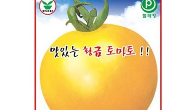 🍅 득템 찬스! 토마토씨앗 후기 & 꿀팁 대방출!